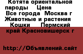 Котята ориентальной пароды  › Цена ­ 12 000 - Все города, Москва г. Животные и растения » Кошки   . Пермский край,Красновишерск г.